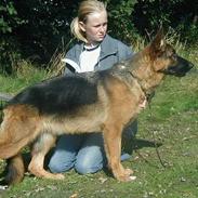Schæferhund Nydningen's Mercedes