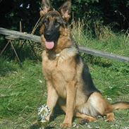 Schæferhund Nydningen's Mercedes
