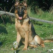 Schæferhund Nydningen's Mercedes