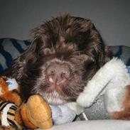 Amerikansk cocker spaniel PRINSESSE Tessa