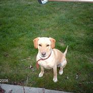 Labrador retriever Dina
