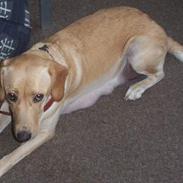 Labrador retriever Dina