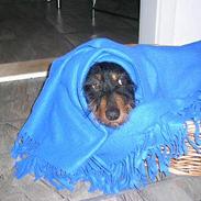 Gravhund Buster(født Rønhøj Buster