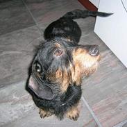 Gravhund Buster(født Rønhøj Buster