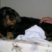 Gravhund Buster(født Rønhøj Buster