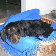 Gravhund Buster(født Rønhøj Buster