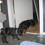 Gravhund Buster(født Rønhøj Buster