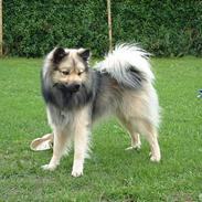 Islandsk fårehund Godrumgård´s Vargur