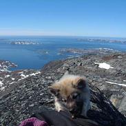 Islandsk fårehund Godrumgård´s Vargur