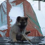Islandsk fårehund Godrumgård´s Vargur