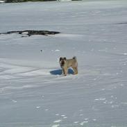Islandsk fårehund Godrumgård´s Vargur