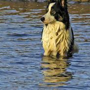 Border collie Harvey