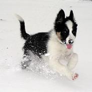 Border collie Harvey