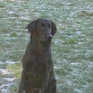 Flat coated retriever marko