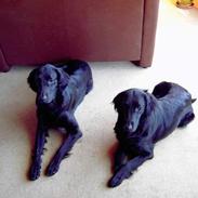 Flat coated retriever marko