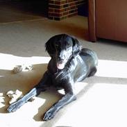 Flat coated retriever marko