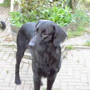 Flat coated retriever marko