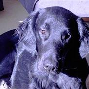 Flat coated retriever marko