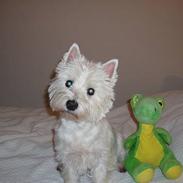 West highland white terrier Sofie