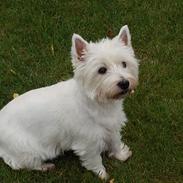 West highland white terrier Sofie