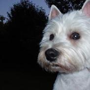 West highland white terrier Sofie