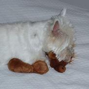 West highland white terrier Sofie