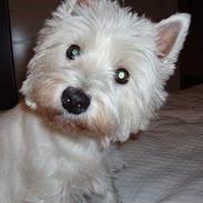 West highland white terrier Sofie