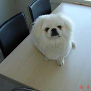 Pekingeser Toffi
