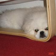 Pekingeser Toffi