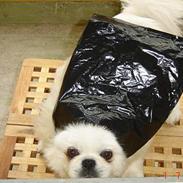 Pekingeser Toffi