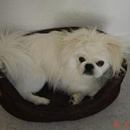 Pekingeser Toffi
