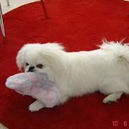 Pekingeser Toffi