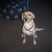 Labrador retriever Dina