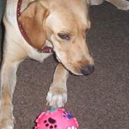 Labrador retriever Dina