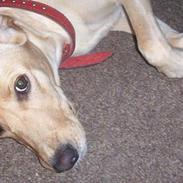 Labrador retriever Dina