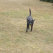 Labrador retriever Tessi