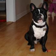 Fransk bulldog terkel
