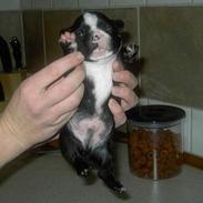 Fransk bulldog terkel