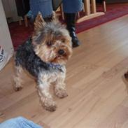 Yorkshire terrier Futte         "RIP"