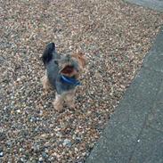 Yorkshire terrier Futte         "RIP"