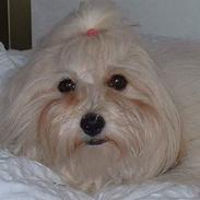 Coton de tulear Kiwi