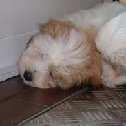 Coton de tulear Kiwi 