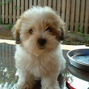 Coton de tulear Kiwi 