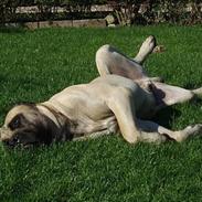 Mastiff Basse