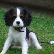 Cavalier king charles spaniel Nanna