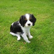 Cavalier king charles spaniel Nanna