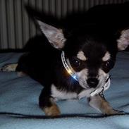Chihuahua mingus