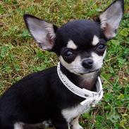 Chihuahua mingus