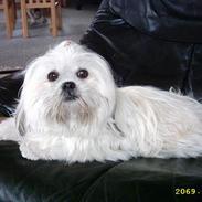 Lhasa apso Emma