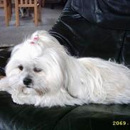 Lhasa apso Emma